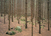 Coniferous forest