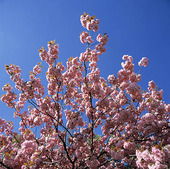Japanskt körsbärsträd