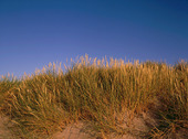 Vegetation bland sanddynor
