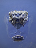 Alligator Head (Alligator mississippiensis) Florida. USA
