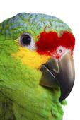 Amazon papegoja