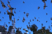 Pigeons in Buenos Aires, Argentina