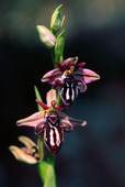 Orkidé, Ofry orkidé