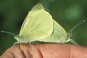 Kålfjärilar på hand