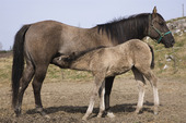 American Quarter horse mare and colt in field
