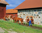 Farmer with cows