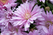 Chrysantemum