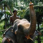 Man på elefant, Sri Lanka