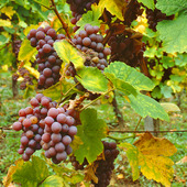 Vindruvor, Frankrike