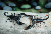 Two scorpion