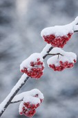 Snö på rönnbär