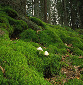 Moss in the forest