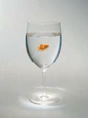 Goldfish in a glass