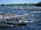 Sikfiske i Torne Älv, Norrbotten