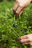 Blueberry Picking