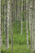 Birch trees in forest