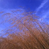 Tufted hair grass, Tussock grass
