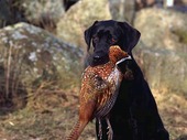 Dogs with pheasant