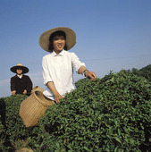 Kvinna plockar te, Kina