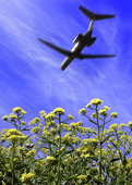 Flygplan  som flyger över gröna växter