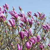 Magnolia hybrid