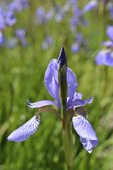 Irisblomma