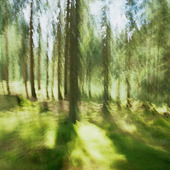 Abstrakt skog