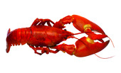 Crayfish isolated on white 