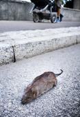 Död råtta
