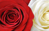 Red and white rose