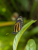 Numata Butterfly (Heliconius numata)