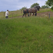 Jordbruk med häst