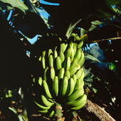 Bananträd