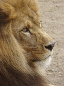 Lejon (Panthera leo)