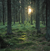 Skog