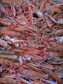 Cooked nephrops