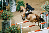 Hästsport