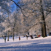 Winter in Slottsskogen, Gothenburg