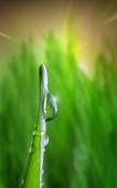 Vattendroppe på grässtrå