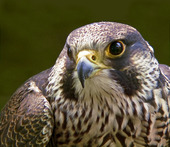 Pilgrimsfalk (Falco Peregrinus)