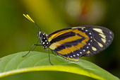 Numata Butterfly. (Heliconius numata)