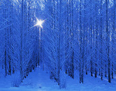 The sun in the winter trees