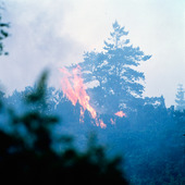 Skogsbrand