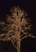 Ljusslingor i träd