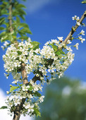 Blommande körsbärsträd
