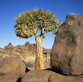 Pilkogerträd, Namibia