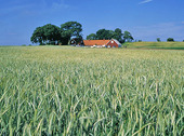 Farm in the wheat field