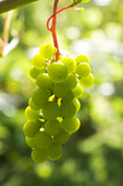 Common grape vine