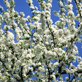 Blommande äppelträd