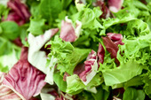 Fresh green salad 